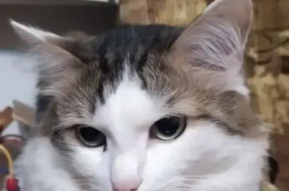 Кошки потеряшки, Чайковский, фото: Потеряшка кошка, Лесозаводская ул., Чайковский