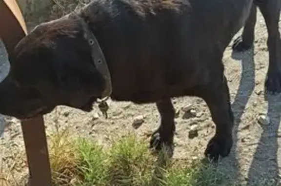 Найдена собака, Симферополь, Крым