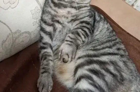 Пропала кошка, Удмуртская ул., Можга