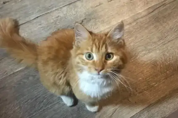 Кошки потеряшки, Армавир, фото: Потеряшка кошка, Армавир, Либкнехта 1