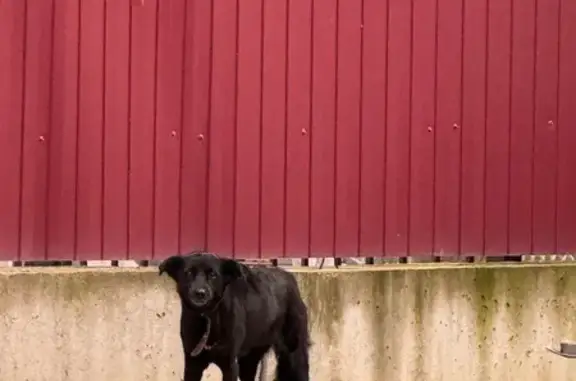 Найдена собака, Тула, Советская 53А