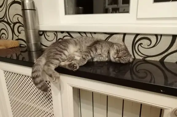 Пропала вислоухая кошка, ул. Провинциальная, 5