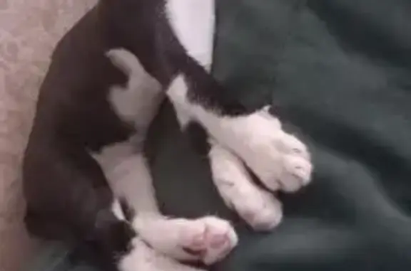 Найдена кошка, Орехово-Зуево, фото: Кошка найдена: ул. Галочкина, 22, Орехово-Зуево