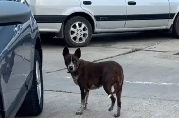 Собака найдена: ул. Лавочкина, 22, Краснодар
