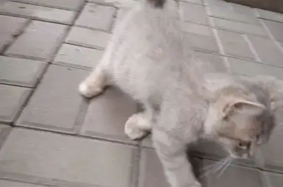 Найдена кошка на Зелёной, 1, Красненькая