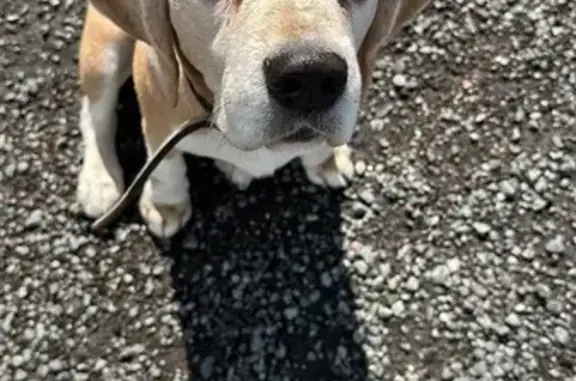 Собаки потеряшки, Калининград, фото: Потеряшка собака на Советском проспекте