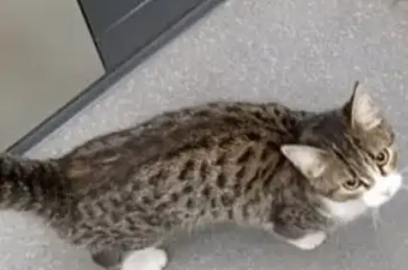 Кошка найдена в подъезде на Юсупова 85