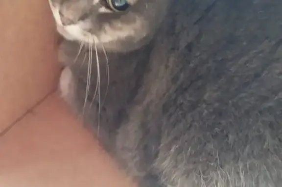 Найдена кошка, Самара, фото: Кошка найдена на Ново-Вокзальной, Самара