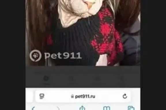 Пропала кошка, ул. Калинина, 28, Ступино