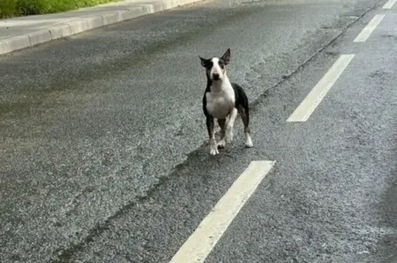Собака найдена: Покровская ул. 23, Химки