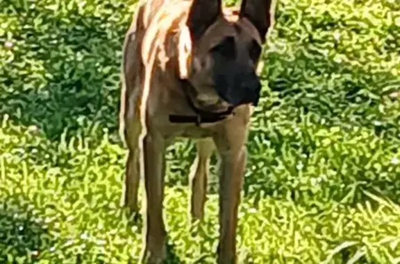 Найдена собака, Смольки, фото: Собака найдена: Дорожная ул, 22, Смольки