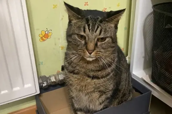 Пропала кошка в Кандалакше, Мурманская обл.