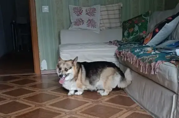 Найдена собака, , фото: Корги найдена у гаражей в Красноармейске