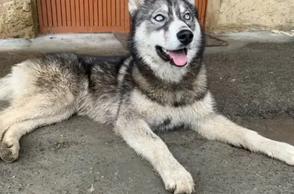 Найденные животные Калуга, фото: Собака найдена, Новоспасская ул., Калуга