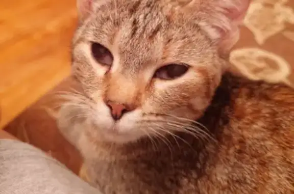 Найдена кошка, Грязовец, фото: Слепой котенок найден: Советская 105, Грязовец