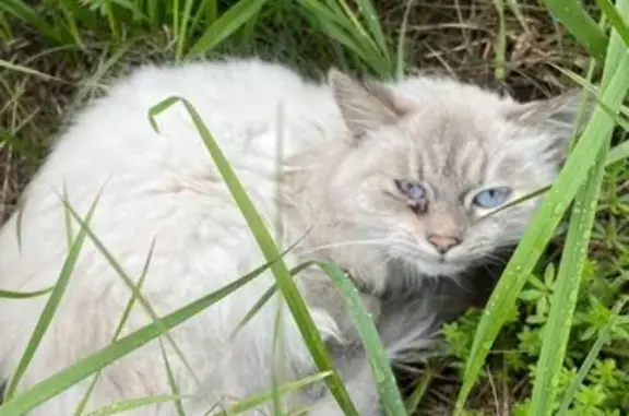 Найдена кошка, Калуга, фото: Кошка найдена у Диализного центра, Калуга