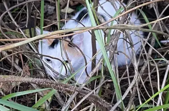 Объявления о пропавших и найденных животных, Киселевск, фото: Кошка найдена на Весенней, 4, Киселёвск