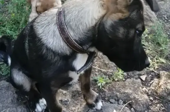 Собака найдена: ул. Голенева, 73А, Ставрополь