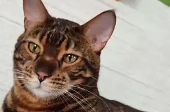 Кошки потеряшки, Красноярск, фото: Потеряшка кот Барсик, ул. Бабушкина, 30