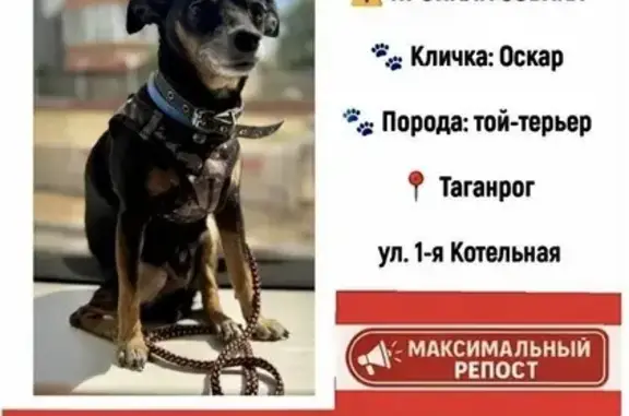 Собаки потеряшки, , фото: Потеряшка собака на Дзержинского, Таганрог
