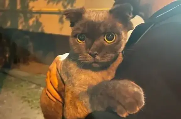 Серый британец найден: 11-я ул. Текстильщиков