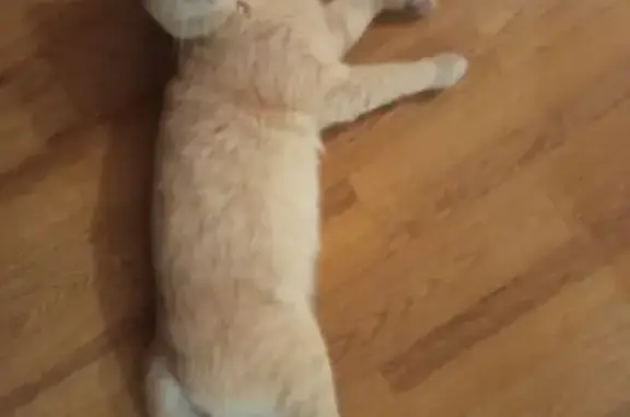 Пропала кошка на Казакова, 19, Сергач