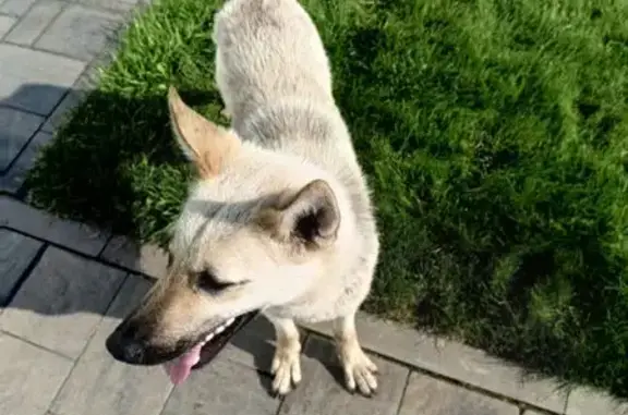 Собака без хвоста, Шляховское СП