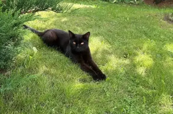 Найдена кошка, , фото: Кошка найдена: Центральная, 22, Октябрьский