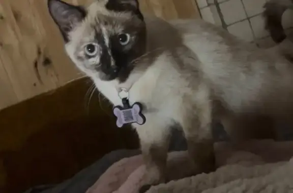 Кошки потеряшки, Уфа, фото: Потеряшка сиамская кошка, Уфа, Башкортостан