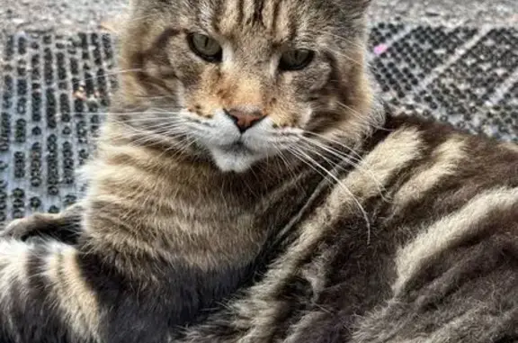 Кошка найдена, Аллея городов-героев