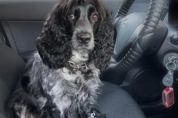 Собаки потеряшки, Томская область, фото: Потеряшка собака, Томск, Томская область