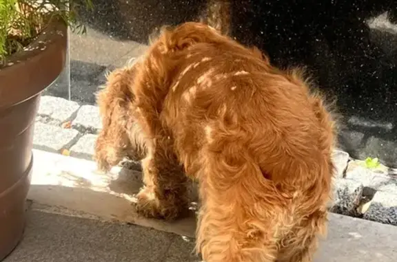 Спаниель найден на пл. Свободы, 1, Владикавказ