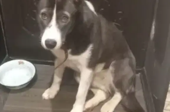 Собаки потеряшки, Череповец, фото: Потеряшка собака, Северное шоссе, 4