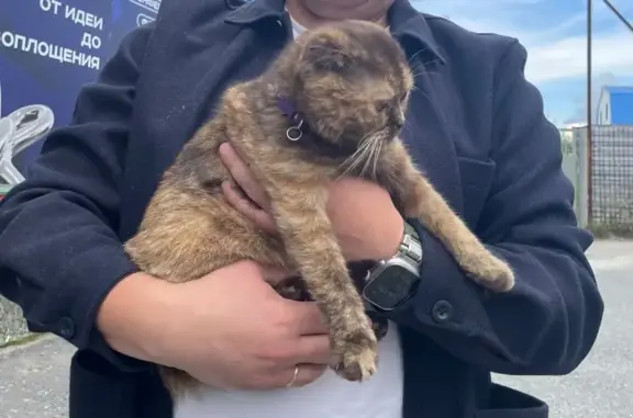 Найдена кошка, Сургут, фото: Шотландская кошка найдена: Профсоюзов 21