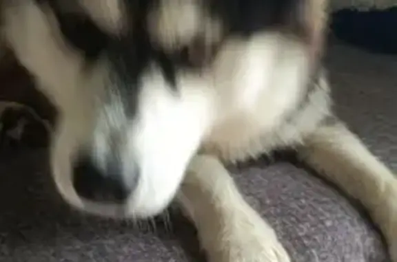 Хаски найден на Первомайской в Уфе