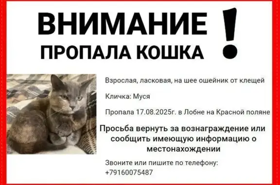 Пропала кошка, Зелёная ул., Лобня