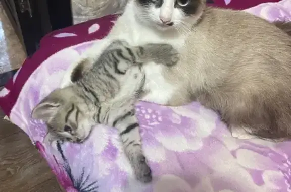 Кошки потеряшки, Саратов, фото: Потеряшка сиамская кошка, Миллеровская 34