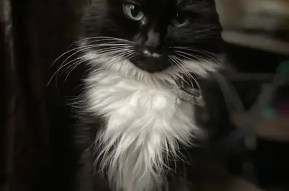 Кошки потеряшки, Красноярск, фото: Потеряшка кошка, Спортивный проезд, Крск