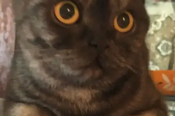 Кошки потеряшки, Киреевск, фото: Потеряшка кошка, ул. Чехова, 15, Киреевск