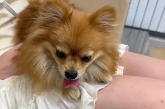 Найдена собака: Шмитовский пр., 16 с2, Мск