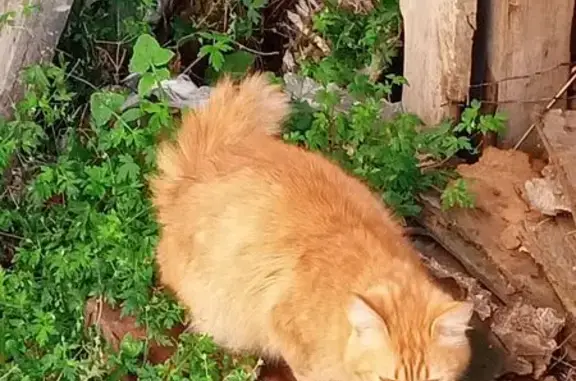 Найдена кошка, Барнаул, фото: Кошка найдена: ул. Розы Люксембург, Барнаул