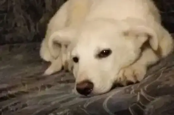 Пропала собака, Подгорная ул. 17, Смоленка