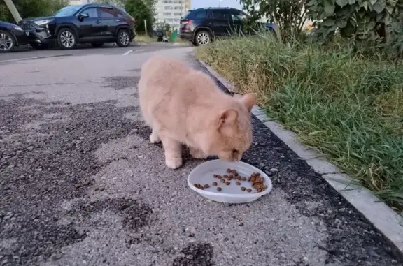 Найдена кошка, Пермь, фото: Кошка найдена: ул. Куфонина, 9, Пермь