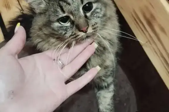 Найденные животные Петрозаводск, фото: Кошка найдена на Полярной 20, Петрозаводск