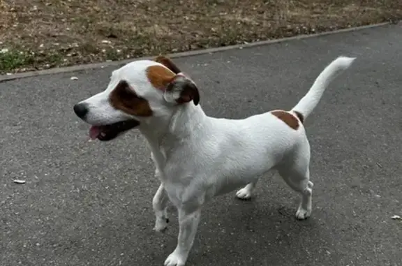 Собаки потеряшки, Ростов-на-Дону, фото: Потеряшка джек-рассел, пр. Космонавтов, 16А/32А