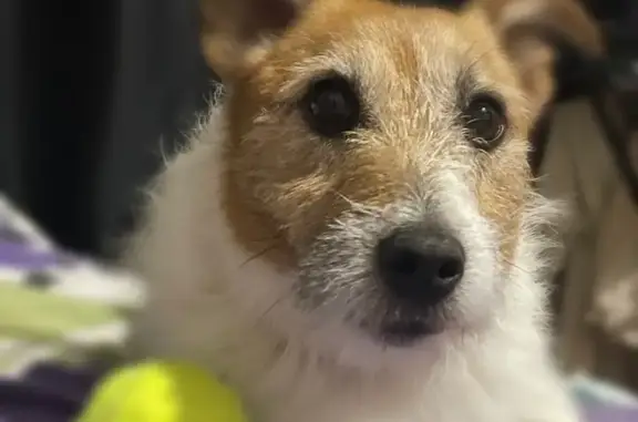 Найдена собака, Ступино, фото: Найдена собака, ул. Чайковского 38, Ступино