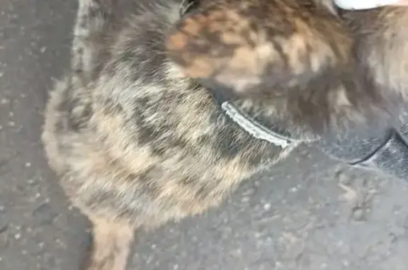 Кошка найдена: Фабричная ул., Головтеево