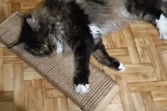 Кошки потеряшки, Челябинск, фото: Потеряшка кошка, ул. Энергетиков, Челябинск