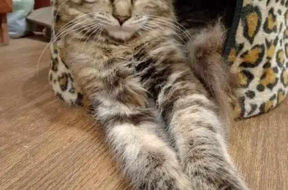 Объявления о пропавших и найденных животных, Нижний Новгород, фото: Пропала кошка на Адм. Макарова, 6 к2