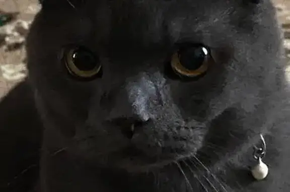 Кошки потеряшки, Казань, фото: Потеряшка кошка, ул. Белинского 8А, Казань